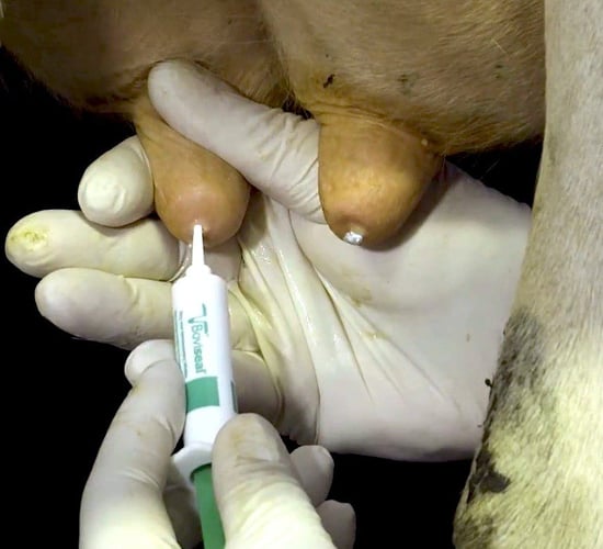 Top tips: Avoiding the 6 common pitfalls of teat sealing