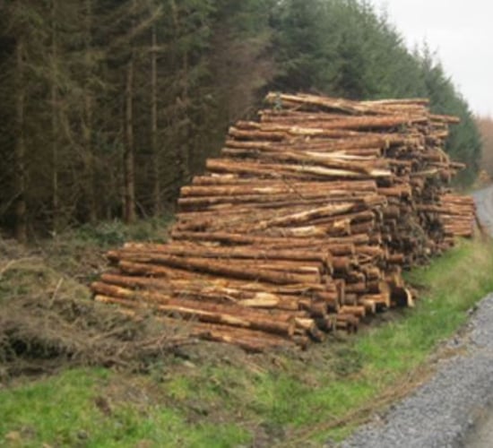 Could forestry help protect farm incomes as Brexit looms?