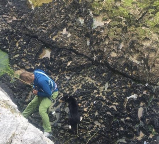 Pics: Sheepdog rescued after 'protective' ewe chased it off 60ft cliff