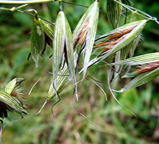 Resistance to wild oat herbicide prominent in the south east