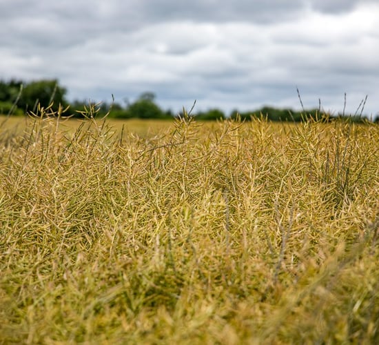 Oilseed rape - one of the better stories so far this harvest
