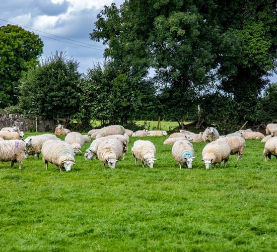 Net margins jump by €95/ha on sheep farms in 2016
