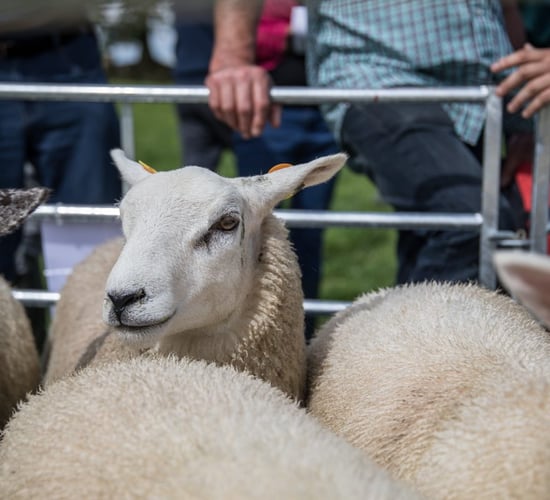 Sheep marts: Trade improves for breeding stock, but lamb prices ease again