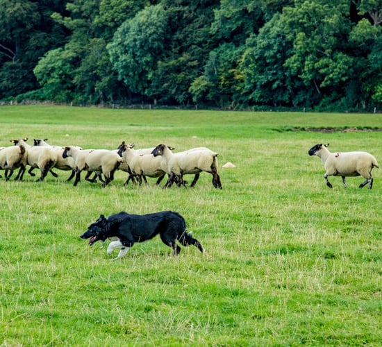 National sheep dog trials head west