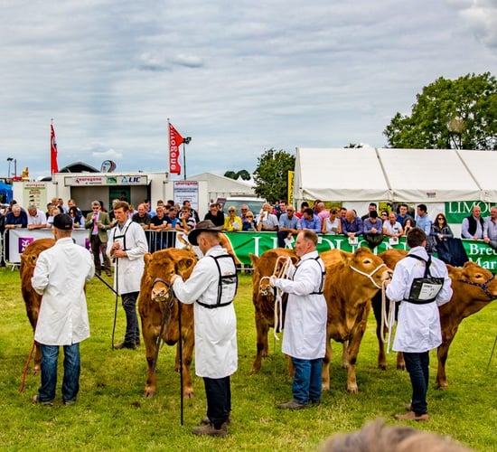Video: Hundreds of cattle battle it out for top honours at the Tullamore Show
