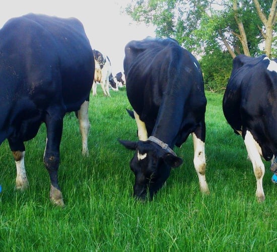 'Milking More from Grass' event set for September