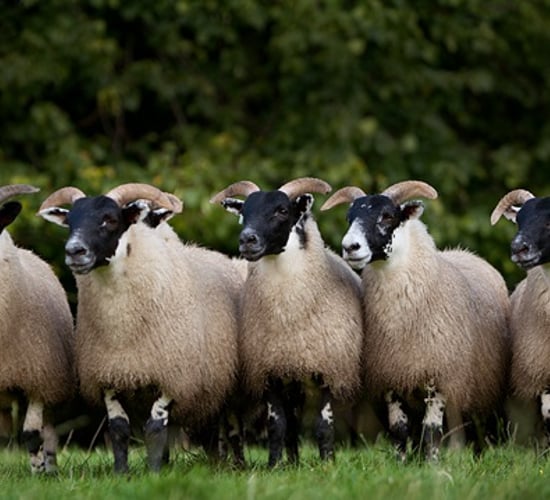 Mandatory NI sheep dipping course in force for autumn 2017