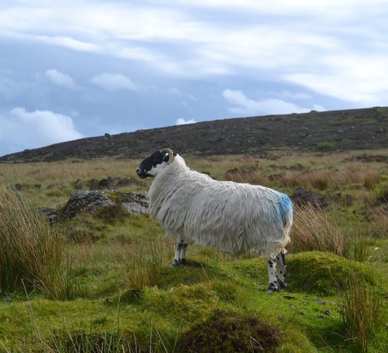 Sheep are integral to upland management - INHFA