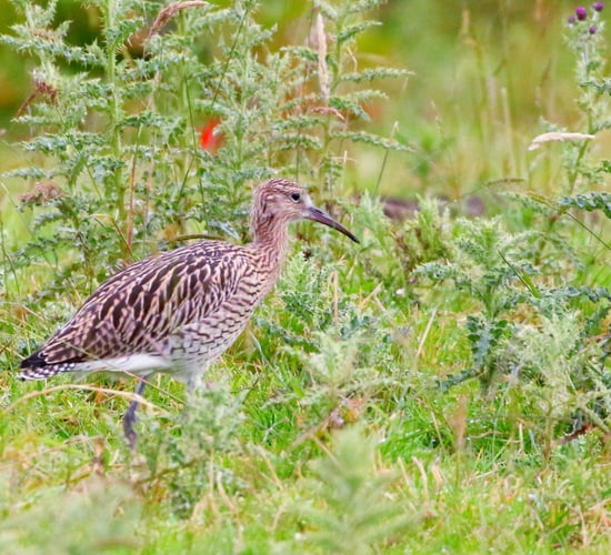 Breeding Waders EIP: Over 30 curlew chicks to be released