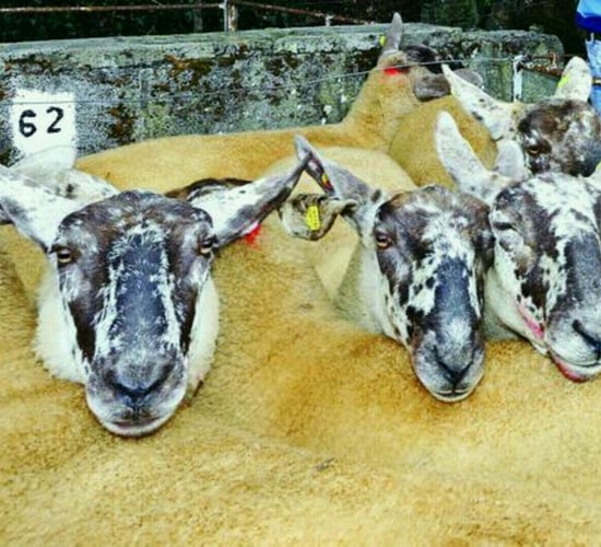 Anticipation building for 55th Borris Ewe Breeders' show and sale