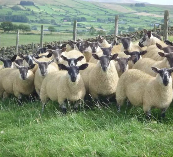 Looking to source the ideal replacements for your ewe flock?