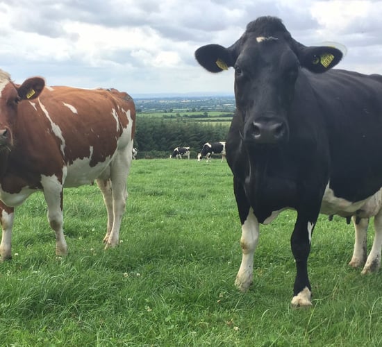 Pics: Planning to milk 360 cows on a 60% leased farm