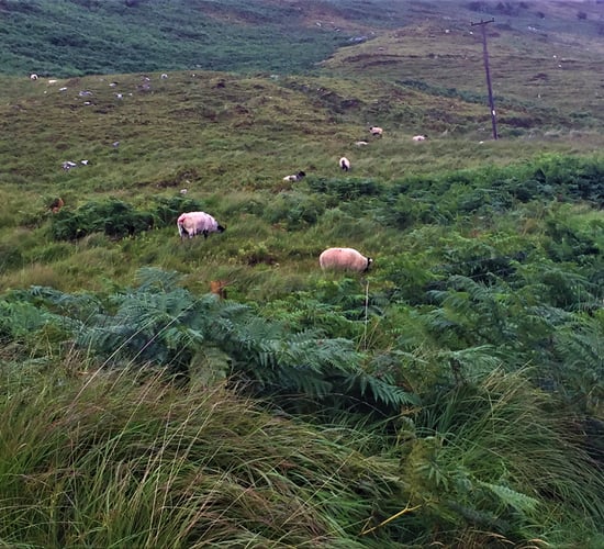Meeting specifications key to future success of hill lamb