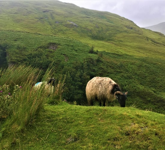 Why hill sheep farmers can't ignore the benefits of crossbreeding