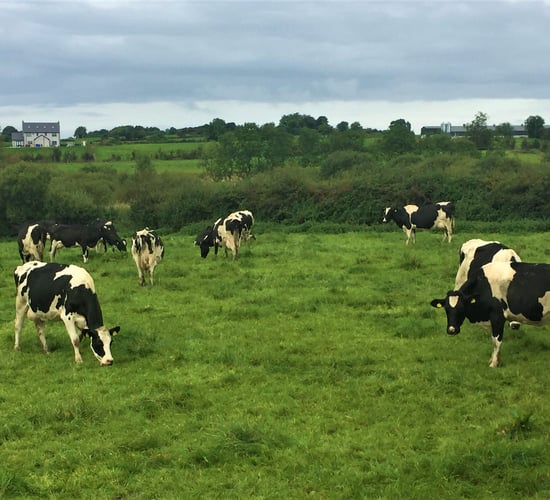 Growing more grass and producing more milk solids in Co. Cavan