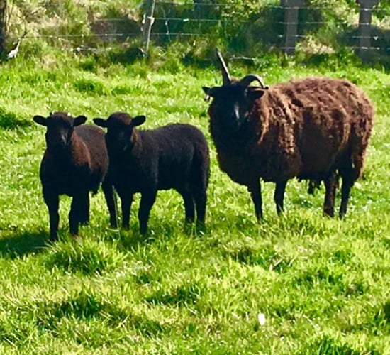Mayo woman develops wool business off the back of her sheep