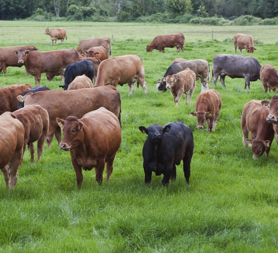 Average suckler cow made a net margin of -€28 in 2016