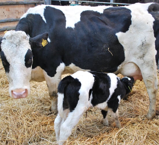 What is Johne's disease?