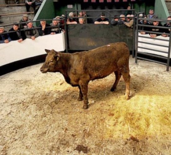 Portlaoise Livestock Mart enters new chapter
