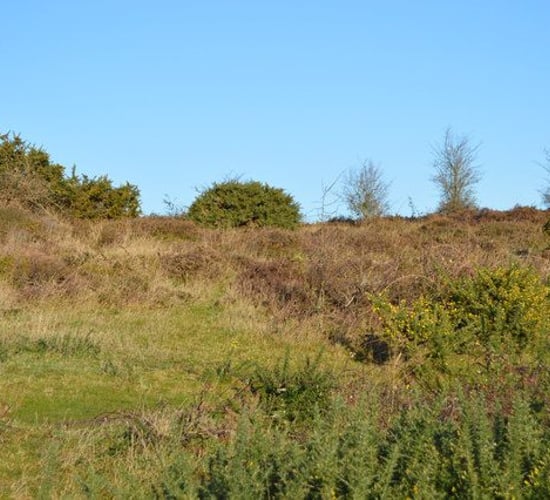 New EU land designations will see  large areas of farmland 'sterilised' - INHFA