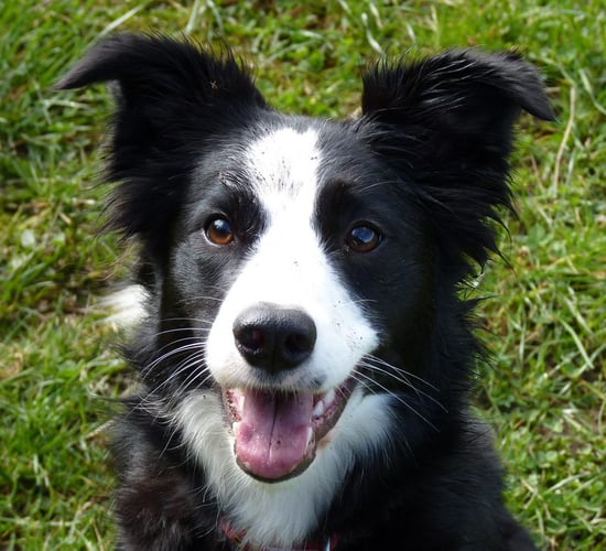 Irish National Sheep Dog Trials on this week