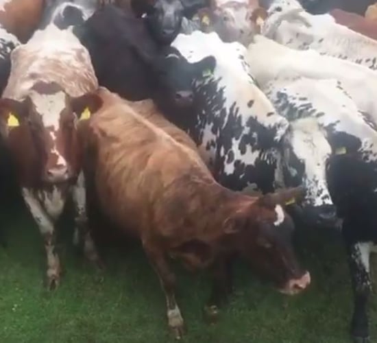 Irish farmer to send 70 cows to UK sanctuary to save them from slaughter