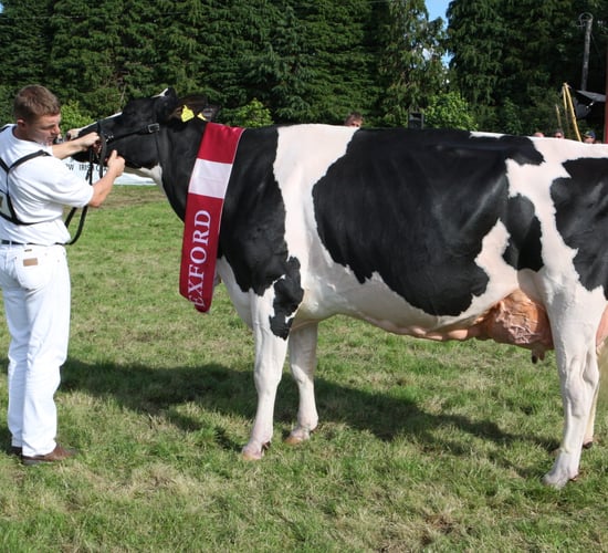 Next week's Baileys cow competition promises elite line-up