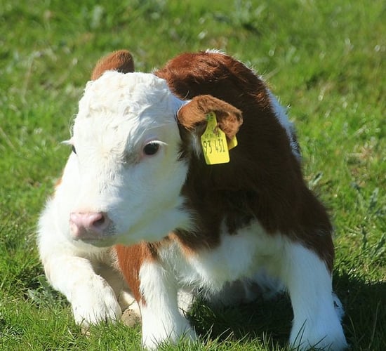 Farm accident survivor builds up organic enterprise