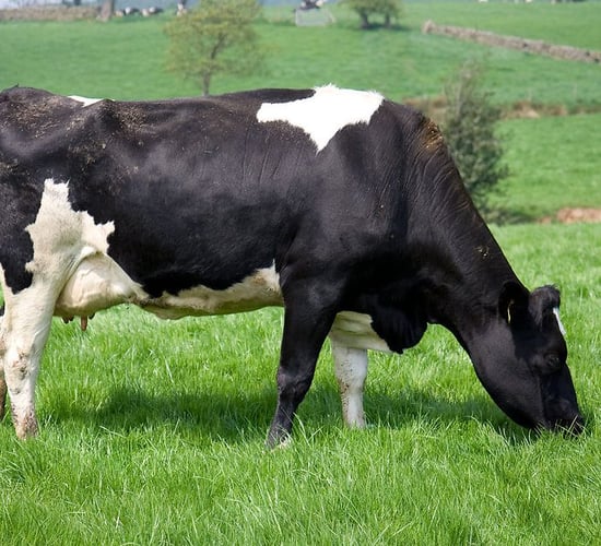 Online grassland resource to be launched at Tullamore Show