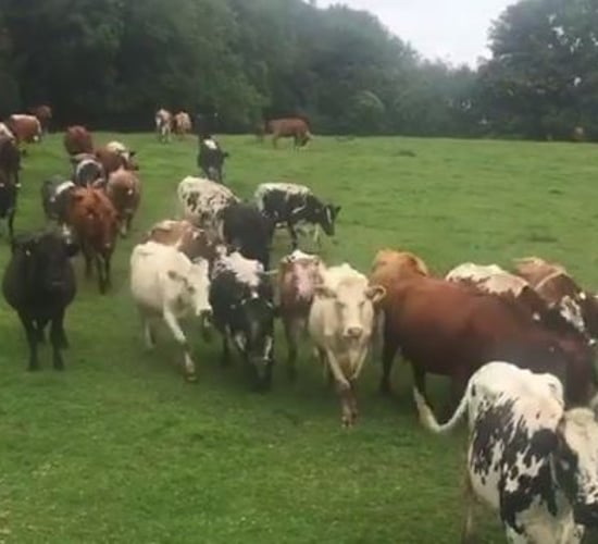 UK animal sanctuary confirms it's awaiting Irish dairy herd