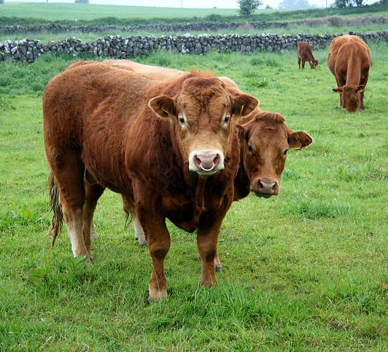 Urgent response sought for beef and mushroom farmers