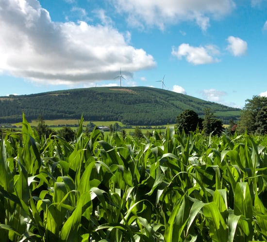 Genetically modified maize gets green light for food and feed