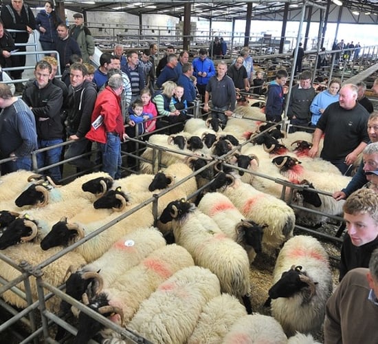 2,000 horned ram lambs wanted for export