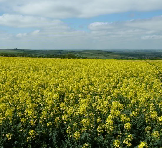 Spring oilseed rape variety options for 2018