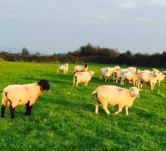City commonage farmers campaign for cattle grids
