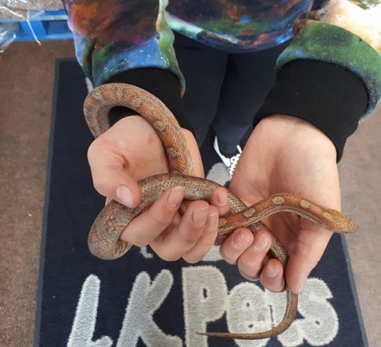 Farmer finds a snake on his land while checking livestock