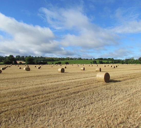Straw price: Rain and poor yields...prices not settled