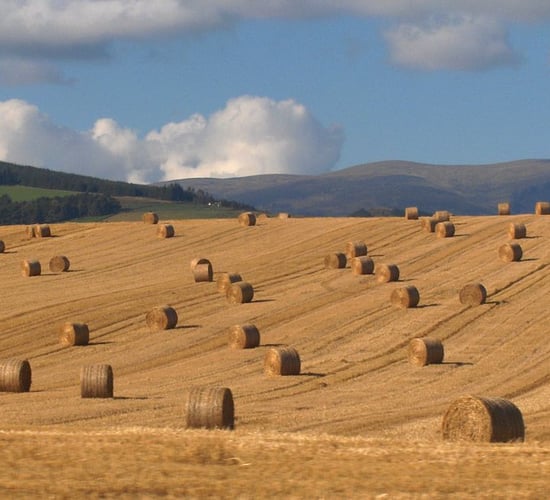Straw season: Which is financially better - chopping or baling?