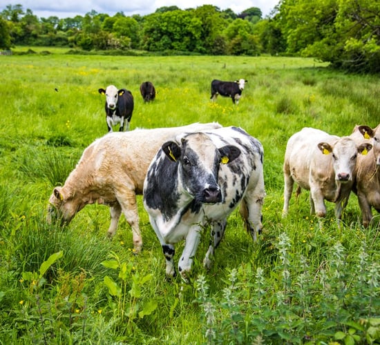 Supply update: Strong cattle numbers likely for the foreseeable future