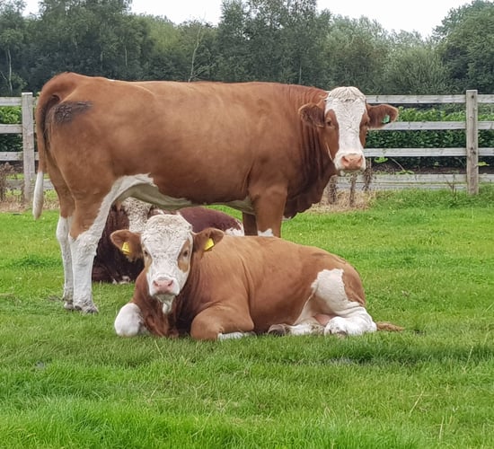 UK bluetongue discovery: NI farmers 'must stay vigilant'