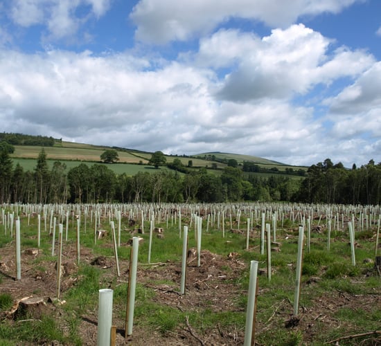 10,000 Irish oaks planted in 1 native forest restoration