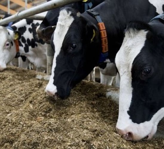 'Biogas trumps biomass on carbon efficiency' - claim agri-food giants