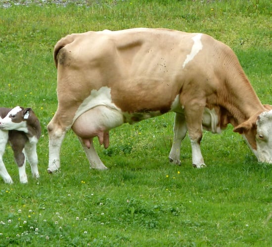Fleckvieh cows: An alternative for cross breeding?