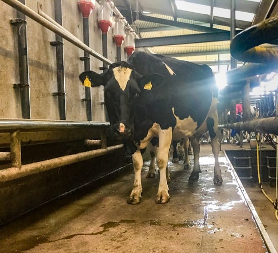 How one farmer tackled somatic cell count with technology