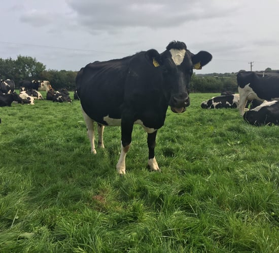 Video: Share farming a 'win-win' on 34ha greenfield farm