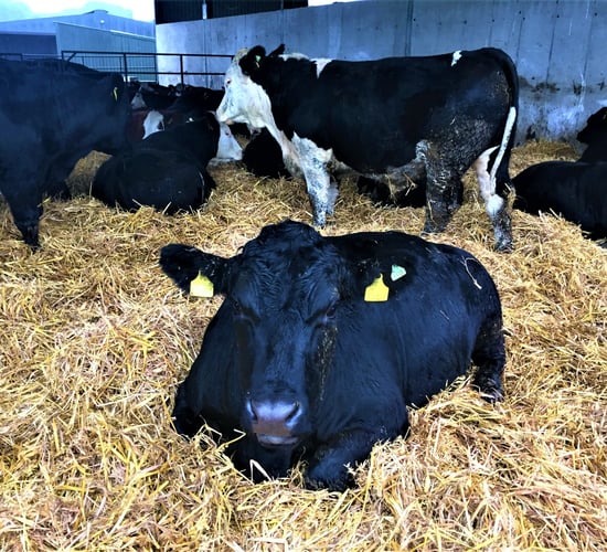 Video: Behind the scenes on ABP's dairy-beef farm