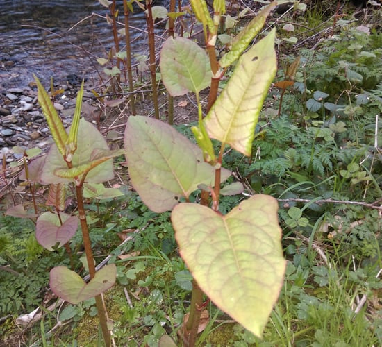 Research: Prevention measures for invasive species could save 'trillions'