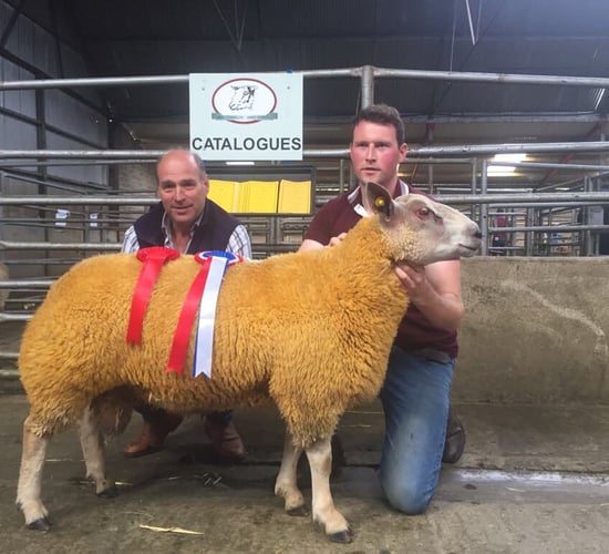 Prize-winning ram lamb hot on heels of Late Late Show star