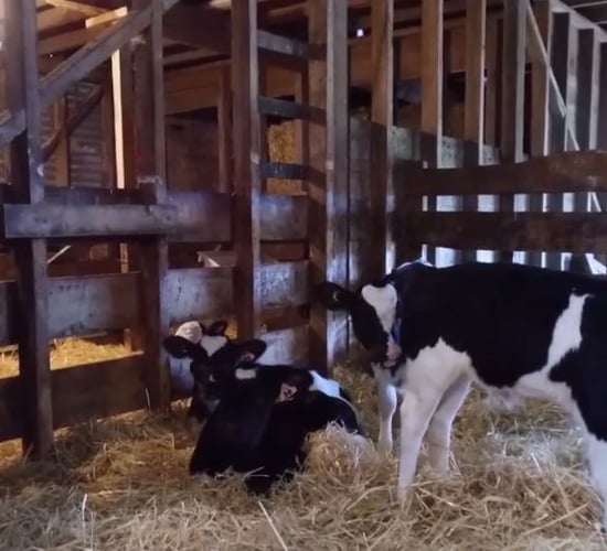 Quadruplet heifer calves confirmed in New Zealand following DNA test