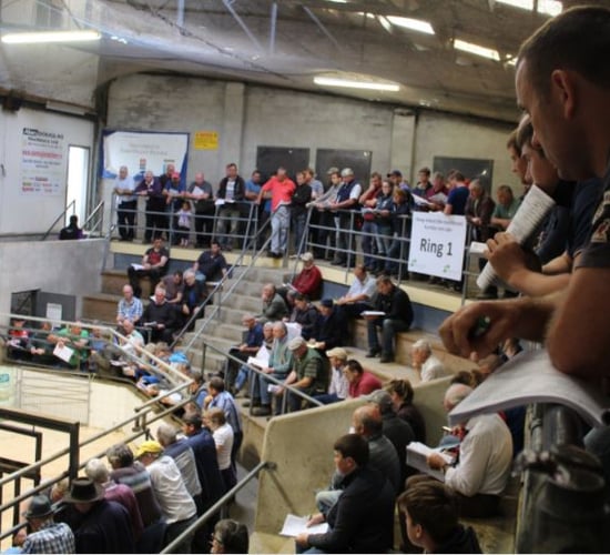 Suffolk ram comes out on top at Sheep Ireland's sale